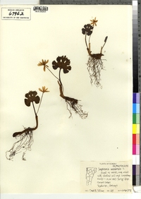 Sanguinaria canadensis image