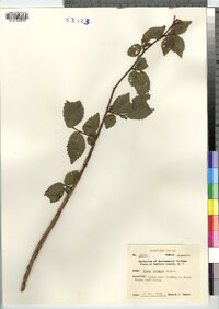 Ulmus procera image