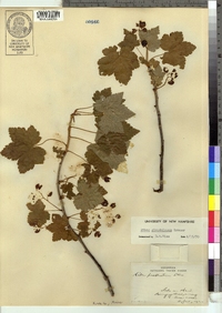 Ribes glandulosum image