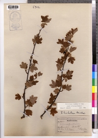 Ribes hirtellum image