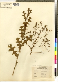 Lactuca serriola image