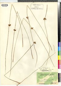 Juncus filiformis image