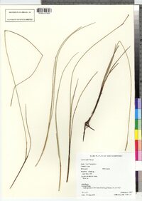 Carex exilis image