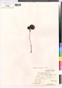 Pyrola americana image