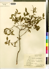 Vaccinium angustifolium image