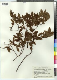 Vaccinium myrtilloides image