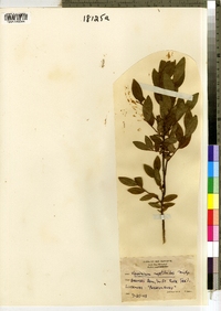 Vaccinium myrtilloides image