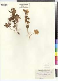 Image of Aconitum delphinifolium