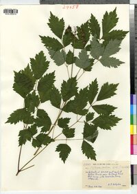 Actaea rubra image