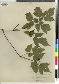 Actaea rubra image