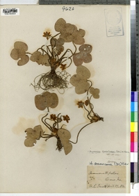 Hepatica nobilis var. obtusa image