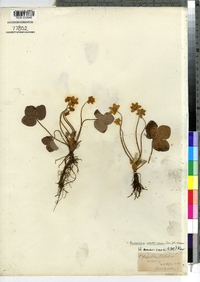 Hepatica nobilis var. obtusa image