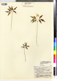 Anemone quinquefolia image