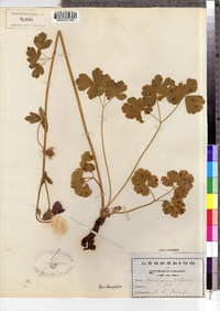 Aquilegia vulgaris image