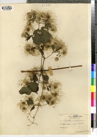 Clematis virginiana image