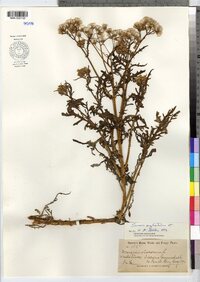 Senecio sylvaticus image