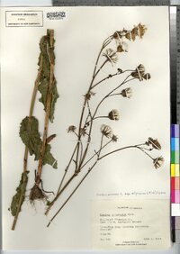 Sonchus arvensis image