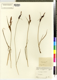 Carex nigra image