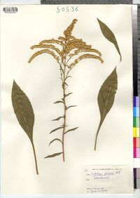 Solidago juncea image