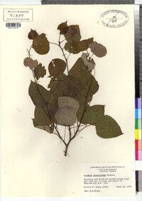 Populus tremuloides image