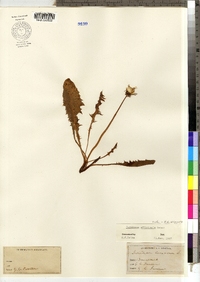 Taraxacum officinale image