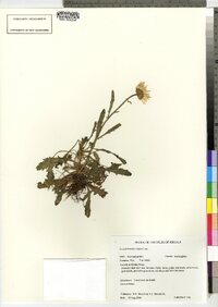 Leucanthemum vulgare image