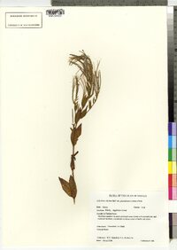 Epilobium ciliatum image