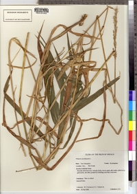 Phalaris arundinacea image