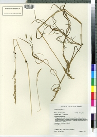 Agrostis stolonifera image