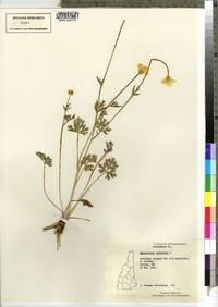 Ranunculus bulbosus image