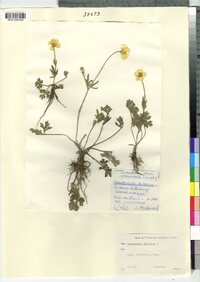 Ranunculus bulbosus image