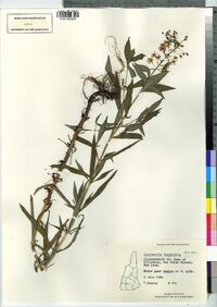 Lysimachia terrestris image