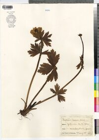 Trollius laxus image