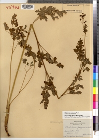 Thalictrum pubescens image