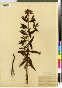 Lysimachia terrestris image