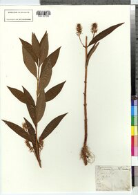 Lysimachia thyrsiflora image