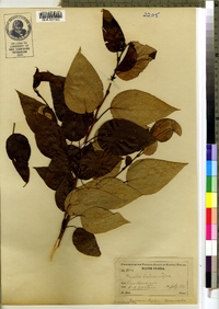 Populus balsamifera image