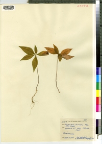 Trientalis borealis image