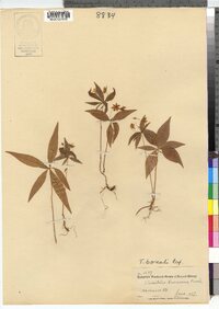 Trientalis borealis image