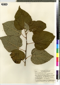 Populus grandidentata image