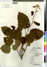 Populus grandidentata image