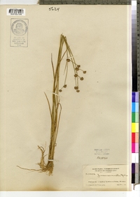 Juncus acuminatus image