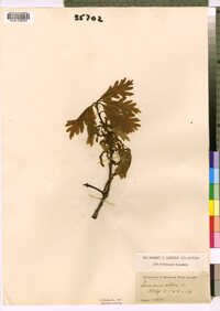 Quercus alba image