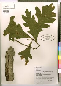 Quercus alba image