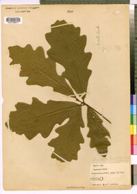 Quercus alba image