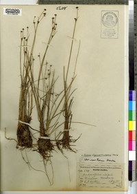 Image of Juncus alpinoarticulatus