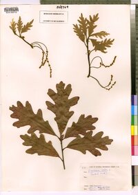 Quercus alba image