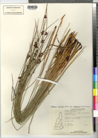 Juncus arcticus image