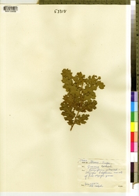 Quercus cerris image