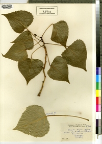 Populus nigra image